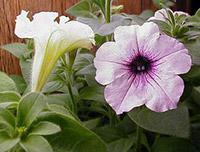 Two flowers. 